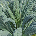 Chou frisé Lacinato (Kale)