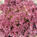 Laitue feuille Dark Lollo Rossa