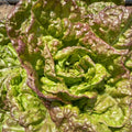 Laitue pommée Merveille des quatre saisons