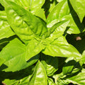 Basilic Genovese