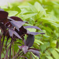 Basilic pourpre Opal