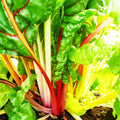Bette à carde rainbow mix