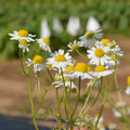 Camomille