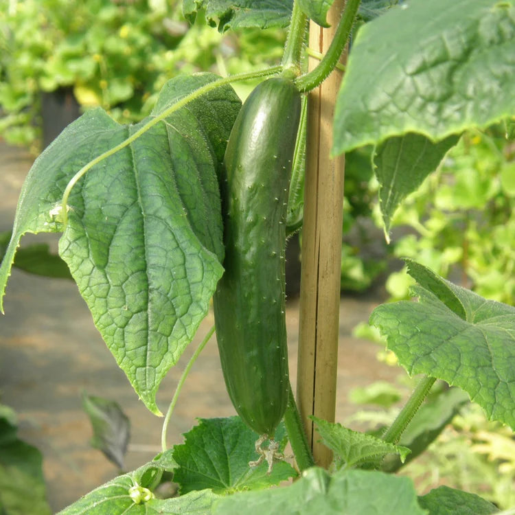 Concombre libanais