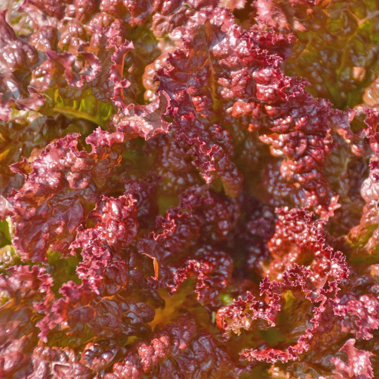 Laitue feuille Redina