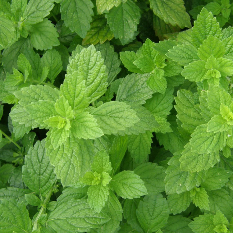 Mélisse officinale