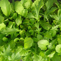 Mesclun de moutarde