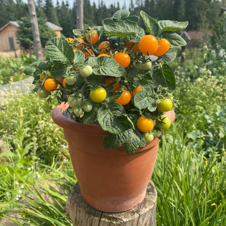 Tomate orange hat